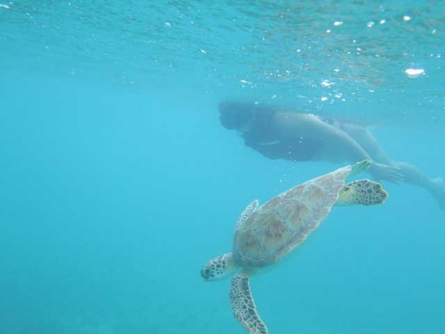 Africah swimming with the turtles.
